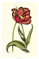 Vintage Tulips VI Fine Art Print
