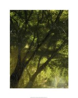 Shaded Reflection II Framed Print