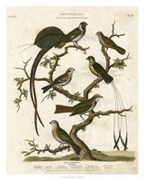 Ornithology I Fine Art Print