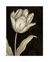 Classical Tulip I Fine Art Print
