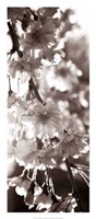 Blossom Triptych II Fine Art Print