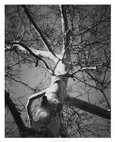 Classic Birch I Fine Art Print