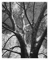 Classic Birch II Fine Art Print