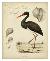 Heron Anthology I Fine Art Print