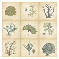 Coral Curio Fine Art Print