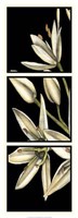 Graphic Lily I Fine Art Print