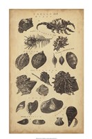 Study of Shells I Fine Art Print