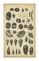 Study of Shells II by C.E. Chambers - 22" x 34"