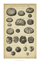 Study of Shells III Fine Art Print