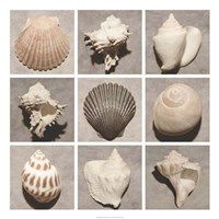 Weathered Shell Sampler Fine Art Print