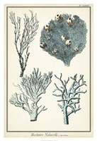 Oversize Coral Species II Fine Art Print