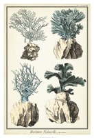 Oversize Coral Species III Fine Art Print