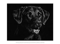 Canine Scratchboard XVII Fine Art Print