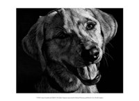 Canine Scratchboard XXIII Fine Art Print