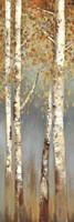 Butterscotch Birch Trees I Fine Art Print