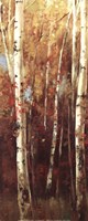 Birch Forest II - Mini Fine Art Print