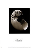 Nautilus (small) by Sondra Wampler - 11" x 14"