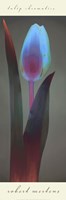 Tulip Chromatics I Fine Art Print