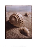Seashell I by Sondra Wampler - 11" x 14"