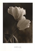 Bending Tulip Fine Art Print