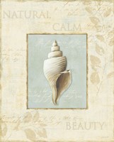 Soothing Words Shells I Fine Art Print