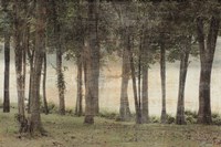 Forest Fine Art Print
