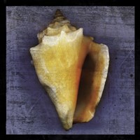 Fighting Conch Framed Print