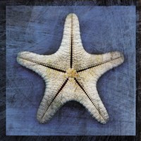 Armored Starfish Underside Framed Print