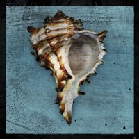 Horned Whelk Framed Print