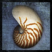 Nautilus Framed Print