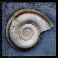 Snail Framed Print