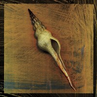 Spiral Shell Fine Art Print