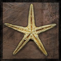 Starfish Fine Art Print
