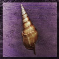 Tibia Shell Fine Art Print