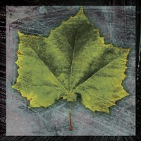 Sycamore Framed Print