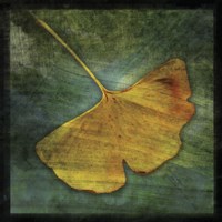 Gingko 3 Fine Art Print