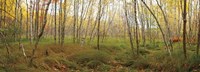 Birch Forest Panorama Fine Art Print