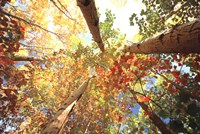 Forest Canopy Fine Art Print