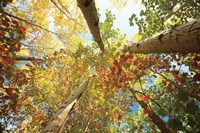 Forest Canopy Fine Art Print