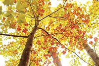 Upward Fine Art Print