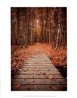 Woodland Path Fine Art Print