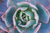 Echeveria Afterglow Fine Art Print