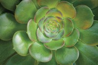 Blushing Beauty Fine Art Print