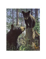 Stump Jumper Fine Art Print