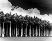 White Palms, Costa Rica Fine Art Print