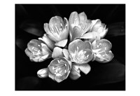 Camellia Bloom by Harold Silverman - 19" x 13"