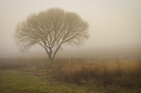 Tree in Field Fine Art Print