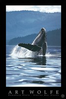 Humpback Whale Fine Art Print