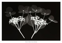 Genus Hydrangea by Steven N. Meyers - 38" x 26"