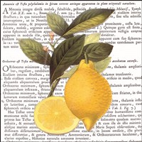 Citrus Edition I Fine Art Print